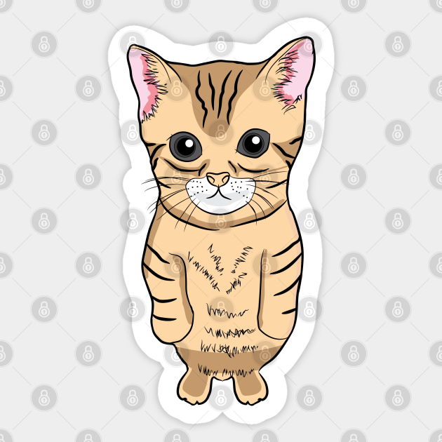 Cute Standing Cat Meme Cute Kitten Standing on Two Feet Cat Memes